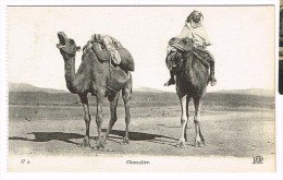 "Chamelier" - Sahara Occidental