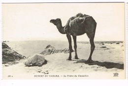 "Désert Du Sahara - La Prière Du Chamelier" - Western Sahara