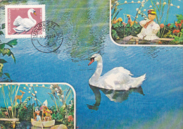 MAXIMUM CARD, BIRDS, SWAN, 1976, ROMANIA - Swans