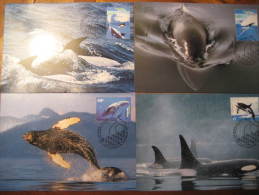 AAT Antarctic Antarctique Kingston 1995 Humpback WHALE WHALES Australia Maxi Maximum Card - Baleines