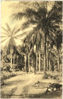 Kangu Mayombe - Een Palmbosch - Foret De Palmiers - Sonstige & Ohne Zuordnung