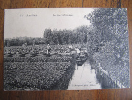 937 CPA  Département Somme Picardie Maraichage Barque à Cornet Hortillonnage Amiens Maraicher Légumes - Agriculture