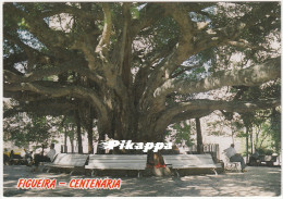 Florianopolis (Brasile), Figueira Centenaria - Non Viaggiata - Bomen