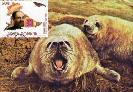 Polar Fauna Maxicard.  Cluj 1990. - Antarktischen Tierwelt