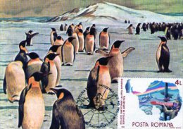 Polar Fauna Maxicard.  Cluj 1990. - Faune Antarctique