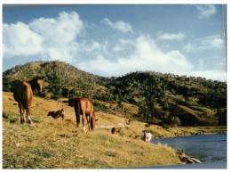 (PH 14) Horses - Chevaux - Posted From French Caledonia To Australia - New Caledonia