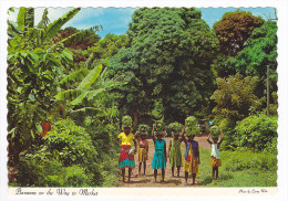 ANTIGUA  Bananas On The Way To Market - Antigua Und Barbuda