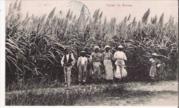BARBADOS  CANES IN ARROW - Barbades