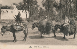 ETHNIQUES ET CULTURES - AFRIQUE DU NORD - Retour à L'Oasis (enfants Sur ânes) - Zonder Classificatie