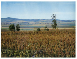 (PH 23) Australia - Sorghum Harvest - Outback