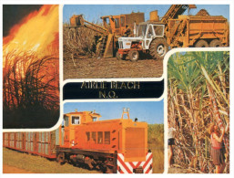 (PH 23) Australia - QLD - Sugar Cane Harvest - Outback