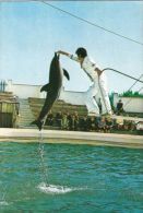 CPA DOLPHINS, CONSTANTA DOLPHINARIUM SHOW - Dauphins