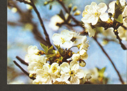 5k. Bulgaria Flora Flowers Cherry Apple ? Photo Doichev - Trees