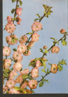 5k. Germany DDR, Frohe Pfinsten Pentecost - Flowers Flora 1963 - Pentecostés