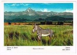 M1617 Zebra Di Grant - Zebre - Equus Granti / Non Viaggiata - Zebre