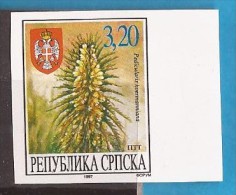 1997  57  BOSNIA REPUBLIKA SRPSKA PADICULARISHOERMANNIANA  RRR GREAT RARITY ONLY KNOWH 25 IMPERFORATE LUX MNH - Cactus