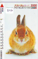 LAPIN Rabbit KONIJN Kaninchen Conejo (846) - Konijnen