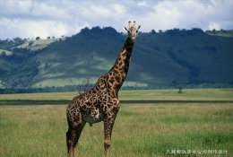 [ T04-003 ]  Giraffes Girafe ,  China Pre-stamped Card, Postal Stationery - Jirafas