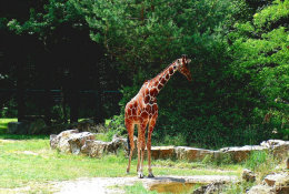 [ T04-007 ]  Giraffes Girafe ,  China Pre-stamped Card, Postal Stationery - Giraffen