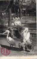 320 Paris - Jardin Des Plantes - Pélican Blanc Europe - Birds