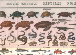 Planche Histoire Naturelle Reptiles Poissons  Editions Atlas  Encyclopédie Bouasse Lebel N°159 TBE - Enzyklopädien