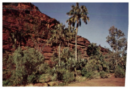 (PH 33) RTS Or DLO Postcard - Australia - NT - Palm Valley - The Red Centre