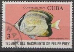 Caribbean Island 1974 - Fish - Mi.1971 - 1v - Used Gestempelt - Oblitérés