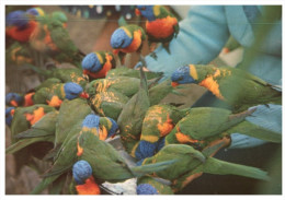 (PH 34)  - Australia - QLD - Lorikeet Feeding - Outback