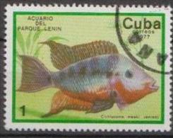 Caribbean Island 1977 - Fish  - Mi.2202 - 1v - Used Gestempelt - Oblitérés