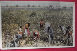 Cp  Cotton Pickers In The Fields - Ohne Zuordnung