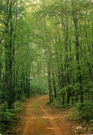 CPSM Environs De L'Absie-Sous Bois-Le Chemin De L'étang Des Bruyères   L1579 - L'Absie