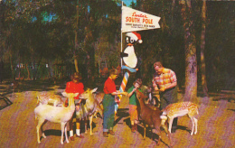 Children Feeding Deer At Tommy Bartlett's Deer Ranch Silver Springs Florida - Silver Springs