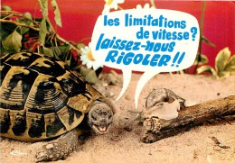 TORTUE   ESCARGOT   HUMOUR - Schildpadden