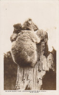 Océanie -  Australia - Australian Native Bear - Mother Koala And Baby - Altri & Non Classificati