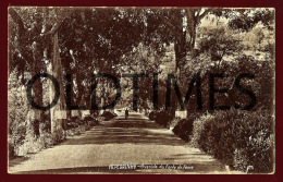 ALPEDRINHA - AVENIDA DA FONTE DA FOME - 1930 PC - Castelo Branco