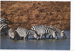 CPSM  ZEBRES   Kenya - Zebras