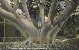 Amérique - Antilles - West Indies - Bermuda - Rubber Tree - Caoutchouc - Bermuda