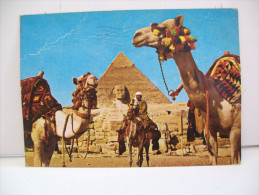 Camel Driver Bnear The Sphinx And Khafe Pyramid "Giza" (Egitto) - Guiza