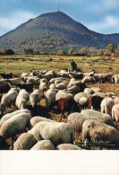 Albert MONIER  En Auvergne PUY DE DOME  MOUTON BERGER - Monier