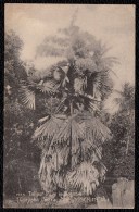 Talipot. Palm In Blossom (Corypha Umbraculifera) St. Kitts - Andere & Zonder Classificatie