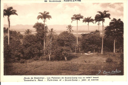 POINTE A PITRE - ROUTE DE DESTRELLAN - LES PALMIERS DE GRAND CAMP VUS AU SOLEIL LEVANT - Pointe A Pitre