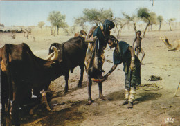 AFRIQUE,NIGER,scène De Vie BOROROS à  TILLIA,BOEUF,femme Africaine - Niger