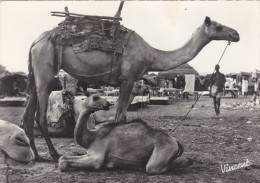 AFRIQUE Occidentale Française,colonie,HAUTE VOLTA,BURKINA FASO,chameau,chamelle Et Son Petit,village,rare - Burkina Faso