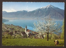 Walchwil Am Zugersee Mit Rigi  POSTCARD . - Zoug