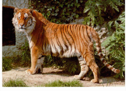 Tigre De Sibérie (sibirischer Tiger) - Tigres