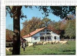 SABRES  -  Ecomusée De La Grande Lande  " MARQUEZE " - Parc Naturel Régional Des Landes De Gascogne -Troupeau De Moutons - Sabres