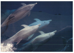 (PH 49) Dolphin - Dolphins