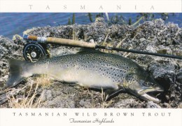 Wild Brown Trout, Tasmanian Highlands -  Tas Postcards & Souvenirs, TP 584 Unused - Altri & Non Classificati
