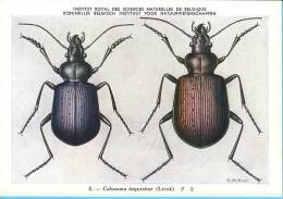 KBIN / IRSNB - Ca 1950 - Insecten Van België - Kevers - 5 - Coleoptera, Beetles, Coléoptères - Insects