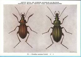 KBIN / IRSNB - Ca 1950 - Insecten Van België - Kevers - 8 - Coleoptera, Beetles, Coléoptères - Insecten